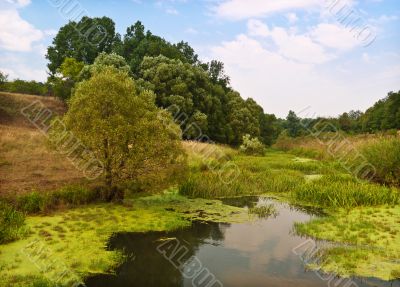 Summer landscape
