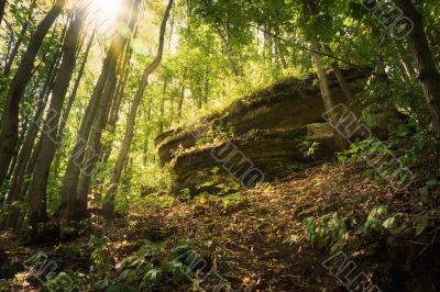 forest