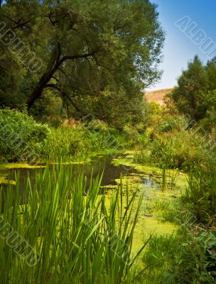 Summer landscape
