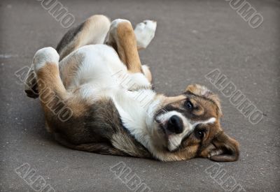 puppy