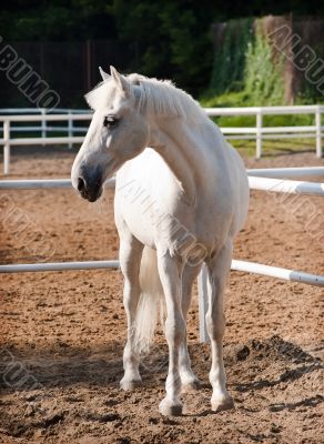 White Horse