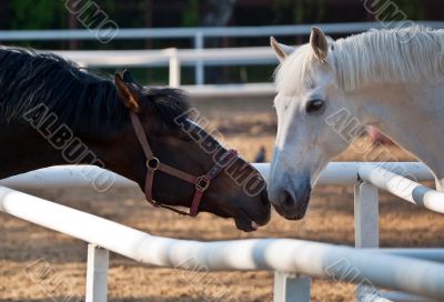 Two horses