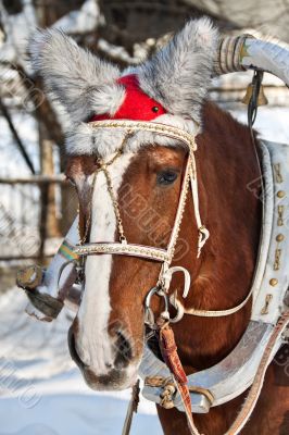Nice Horse