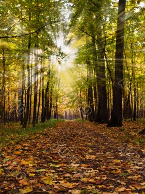 path in autumn park