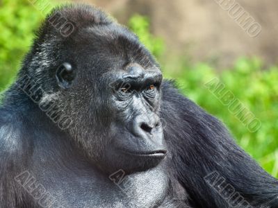 male gorilla