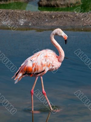 Flamingo