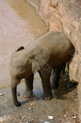 Baby Elephant