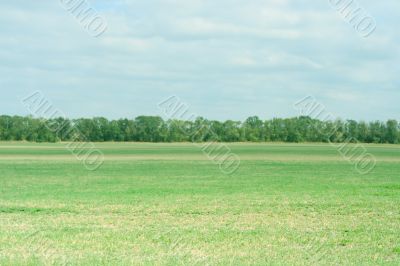 meadow