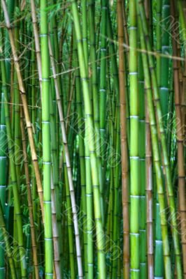 tropical plants