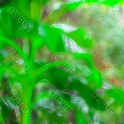 tropical plants