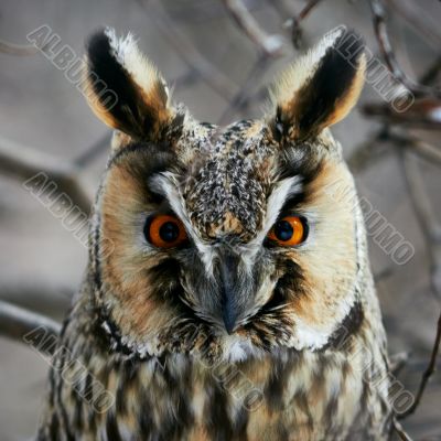 Screech-owl portrait.