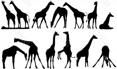 vector silhouettes of giraffe