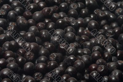 Aronia.