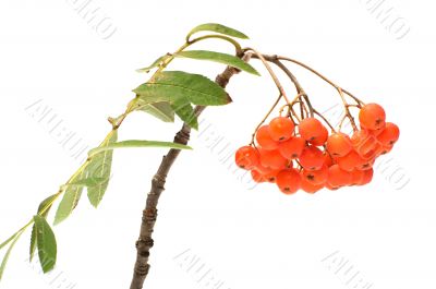 Ashberry.