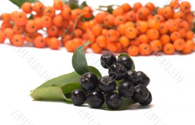 Ashberry.