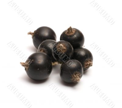 Black currant.