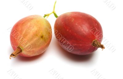 Gooseberry.