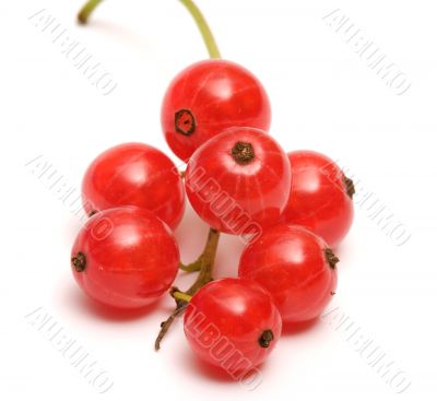 Red currant.