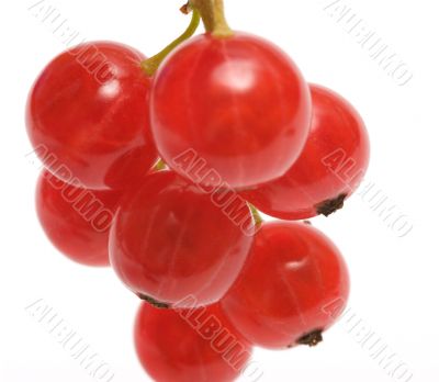 Redcurrant.