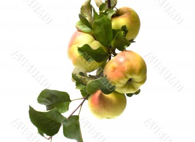 Apple.