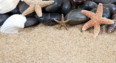 Nice sea shells on the sandy beach taken closeup,