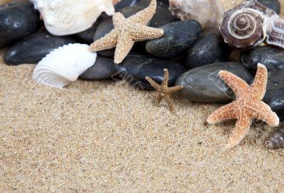 Nice sea shells on the sandy beach taken closeup