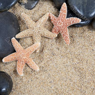 Nice sea shells on the sandy beach taken closeup, Shell border or frame