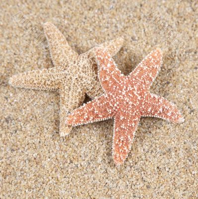 starfish in the beach sand - copy space