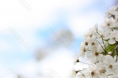 Cherry blossoms on a background of the blue sky