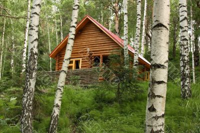 The wooden house in a forest