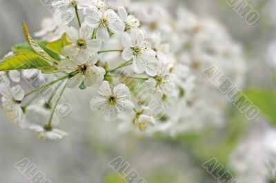 A branch of the cherry blossoms