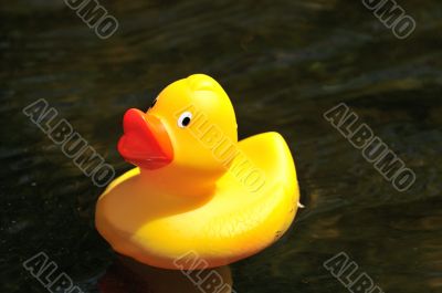 Rubber Duck