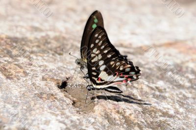 butterflies