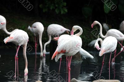 Flamingos