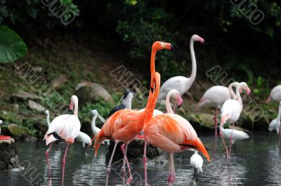 Flamingos