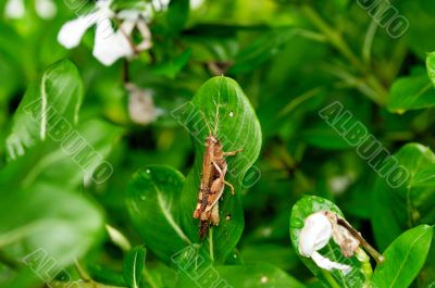 grasshopper