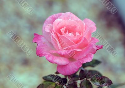 pink rose