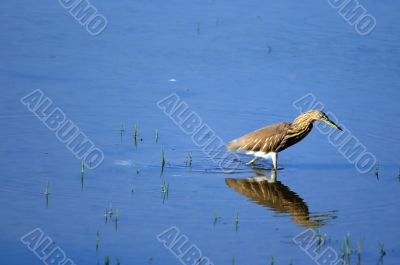 Indian Pond Heron