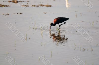 Glossy Ibis
