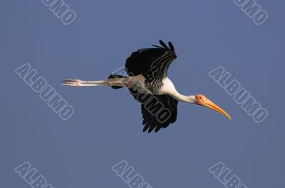 Painted Stork