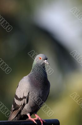 Pigeon