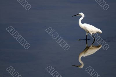 Egret