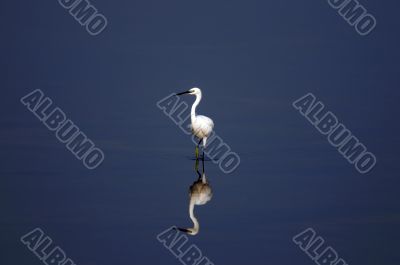 Egret