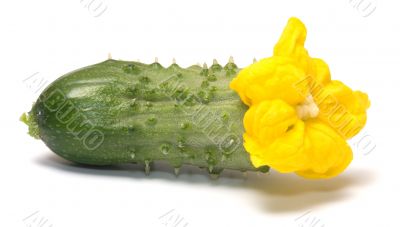 Cucumber.