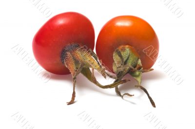Dogrose berry.