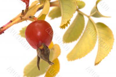 Dogrose berry.