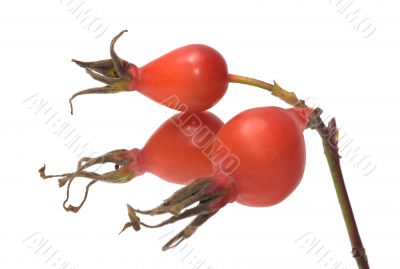 Dogrose berry.