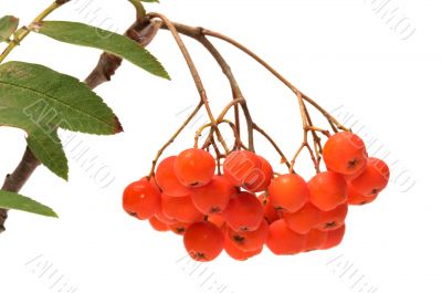 Ashberry.
