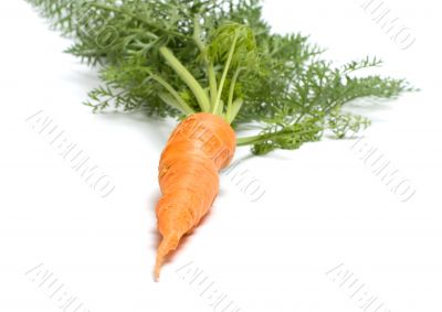Carrot.