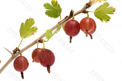 Gooseberries.